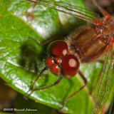 GP4587-Dragonfly.jpg