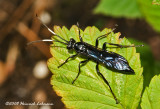 GP4620-unidentified bug.jpg