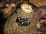 GP4692-American Carrion Beetle.jpg