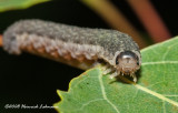 GP4699-unidentified caterpillar.jpg