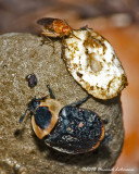 GP4752-American Carrion Beetle+Dung Fly.jpg