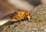 GP4774-Dung Fly.jpg