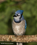 GP4964-Blue Jay.jpg
