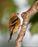 GP5039-American Goldfinch.jpg