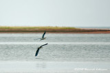 GP8266-Blue Heron.jpg