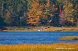 GP0936-Heron.jpg