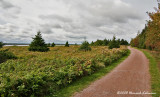 GP9803-Greenwich-PEI National Park.jpg