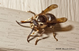GP2047-Bald-faced Hornet.jpg