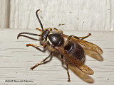 GP2050-Bald-faced Hornet.jpg