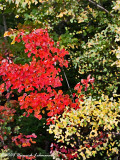 GP9590-Fall Colors.jpg