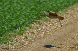 K209973-Marbled Godwit.jpg