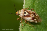 K210968-Tarnished Plant Bug.jpg