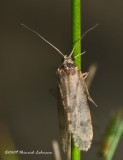 K203601-Unidentified Bug.jpg