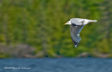 K203722-Ring-billed Gull.jpg
