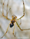 K205914-unidentified Spider.jpg