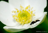 K205917-Ant.jpg