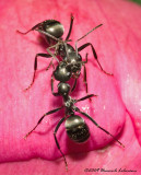 K206196-Ants.jpg