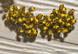 K206496-Orbweaver Hatch.jpg