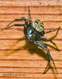 K206528-Unidentified Spider.jpg
