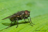K206651-Unidentified Fly.jpg