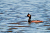 K209439-Eared Grebe.jpg