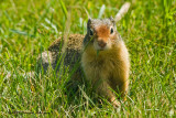 K212492-Ground  Squirrel.jpg