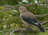 K213774-Clarks Nutcracker.jpg