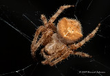 K216730-Orb-Weaver.jpg