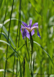 K207352-Wild Iris.jpg