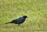 K223271-Common Grackle.jpg
