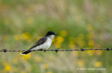 K223282-Eastern Kingbird 2.jpg