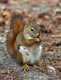 K224322-Squirrel.jpg