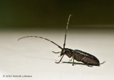 K224568-Unidentified Bug.jpg