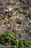 K225131-Arctic Wintergreen.jpg