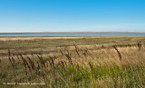 K228204-Salt Marsh.jpg