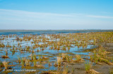K228280-Salt Marsh.jpg