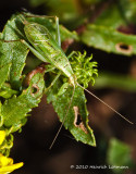 K228367-Snowy Tree Cricket.jpg