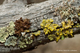 K230353-Lichen.jpg