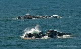 K230454.jpg