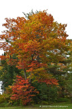 K235729-Fall colors.jpg