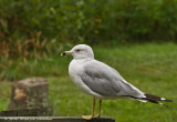 K231535-Ring-billed Gull.jpg