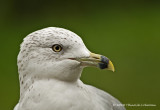 K231533-Ring-billed gull.jpg