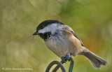 K231777-Black-capped Chickadee.jpg