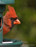 K231672-Cardinal.jpg