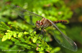 K232113-Dragon Fly.jpg