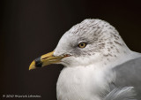 K235983-Ring-billed Gull.jpg