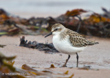 K234399-Sanderling.jpg