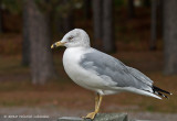 K235994-Ring-billed Gull.jpg