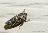 K227989-Leafhopper (Idiocerus alternatus).jpg