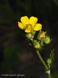 K225580- Slender Cinquefoil (Potentilla Gracilis).jpg